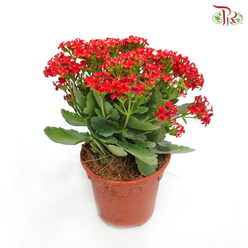 Kalanchoe《长寿花》(Randomly Selected)-Pudu Ria Florist-prflorist.com.my