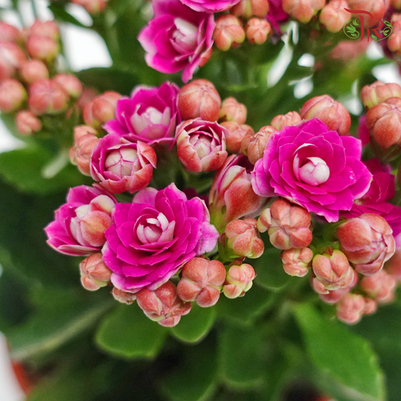 Kalanchoe《长寿花》(Randomly Selected)-Pudu Ria Florist-prflorist.com.my