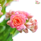 Kalanchoe《长寿花》(Randomly Selected)-Pudu Ria Florist-prflorist.com.my