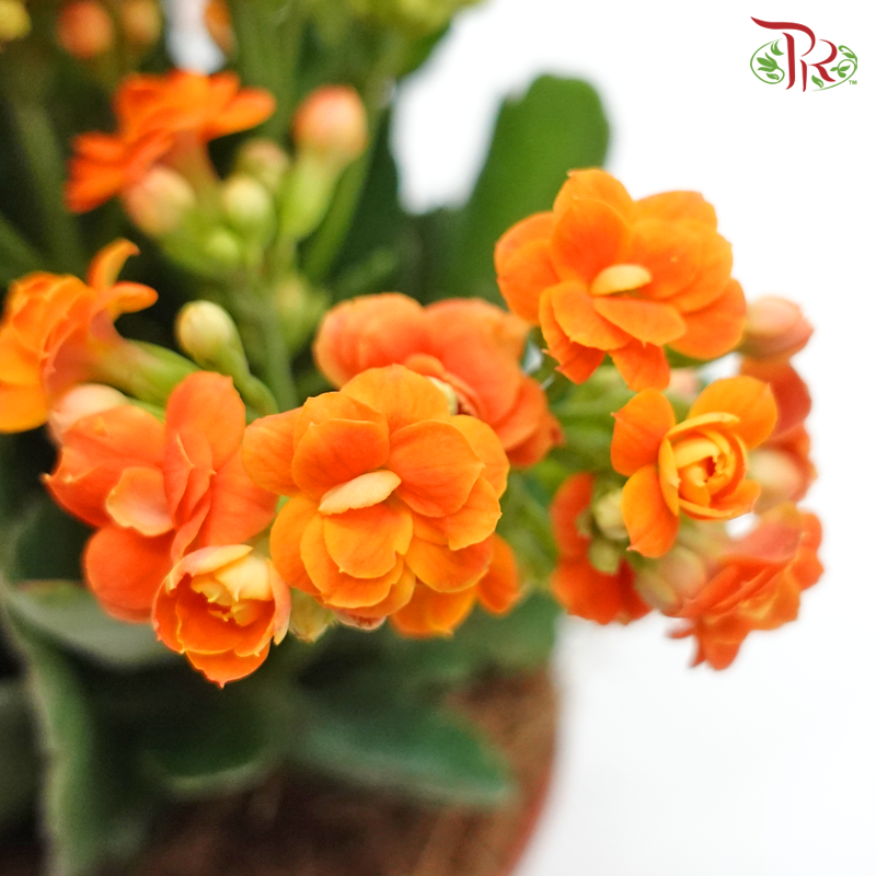 Kalanchoe《长寿花》(Randomly Selected)-Pudu Ria Florist-prflorist.com.my