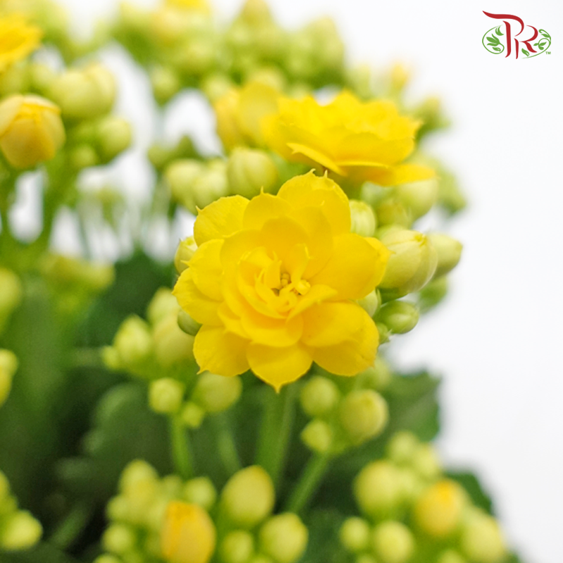 Kalanchoe《长寿花》(Randomly Selected)-Pudu Ria Florist-prflorist.com.my