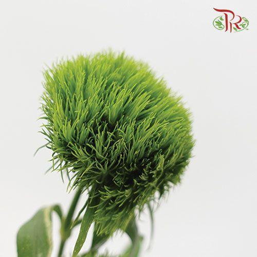 Kiwi Mellow (Green Tick) - (5 Stems)-Green-Vietnam-prflorist.com.my