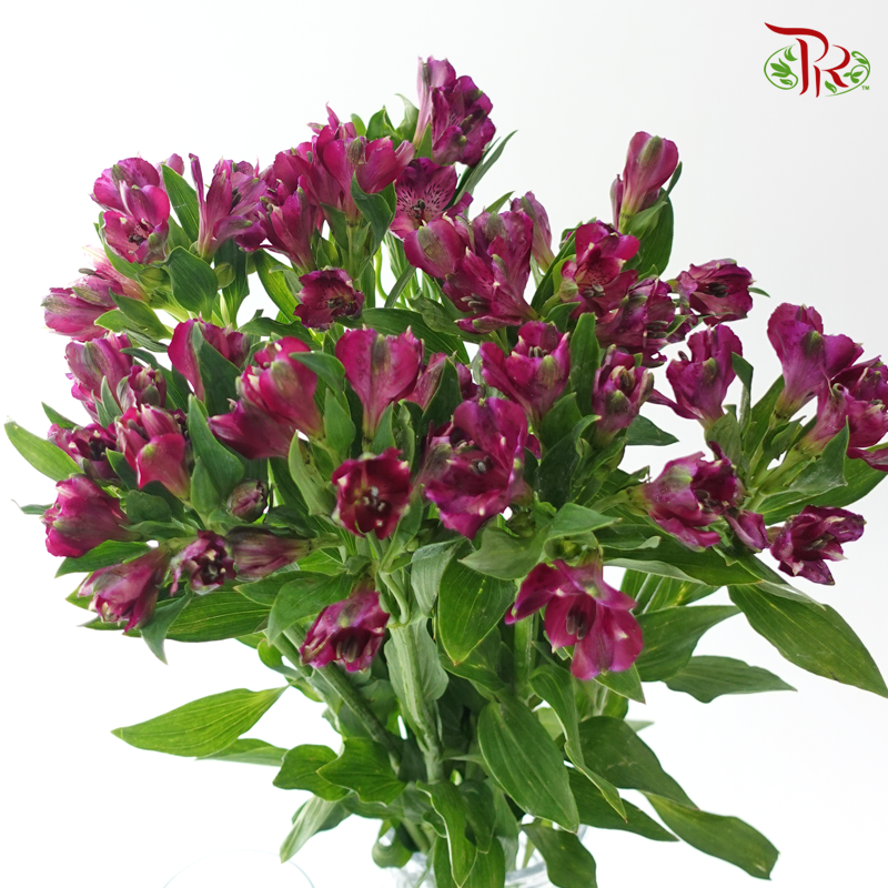 Alstroemeria - Purple (10 Stems)