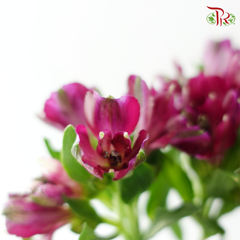 Alstroemeria - Purple (10 Stems)