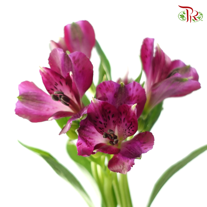 Alstroemeria - Purple (10 Stems)