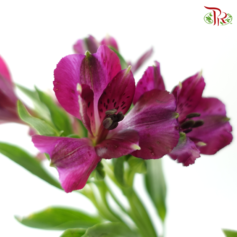 Alstroemeria - Purple (10 Stems)