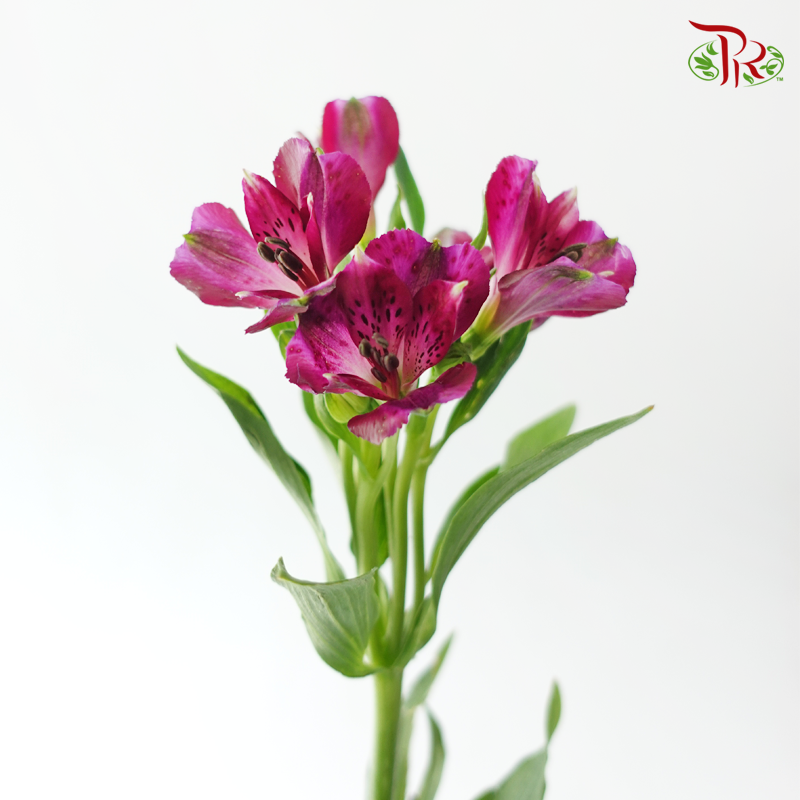 Alstroemeria - Purple (10 Stems)