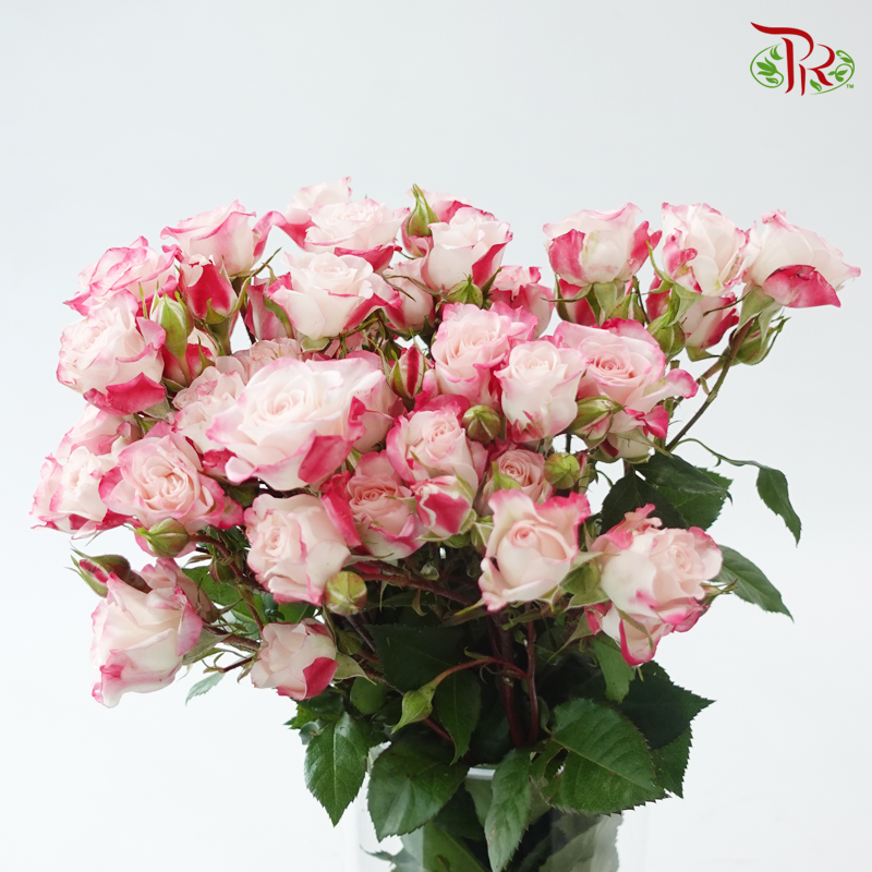 Rose Spray - Refringence (Per Bunch)