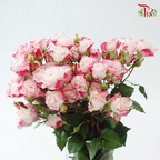 Rose Spray - Refringence (Per Bunch)