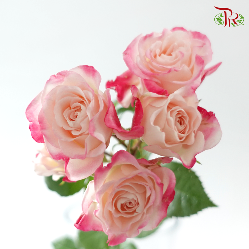Rose Spray - Reflex (10 Stems)