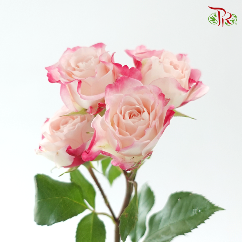 Rose Spray - Refringence (Per Bunch)