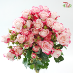 Rose Spray - Refringence (Per Bunch)