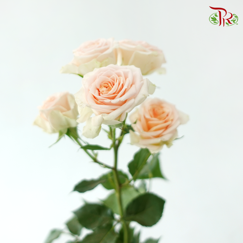 Rose Spray - Sweet Sara / Holly (10 Stems)