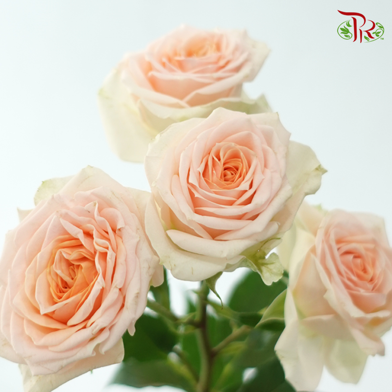 Rose Spray - Sweet Sara / Holly (10 Stems)