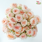 Rose Spray - Sweet Sara / Holly (10 Stems)