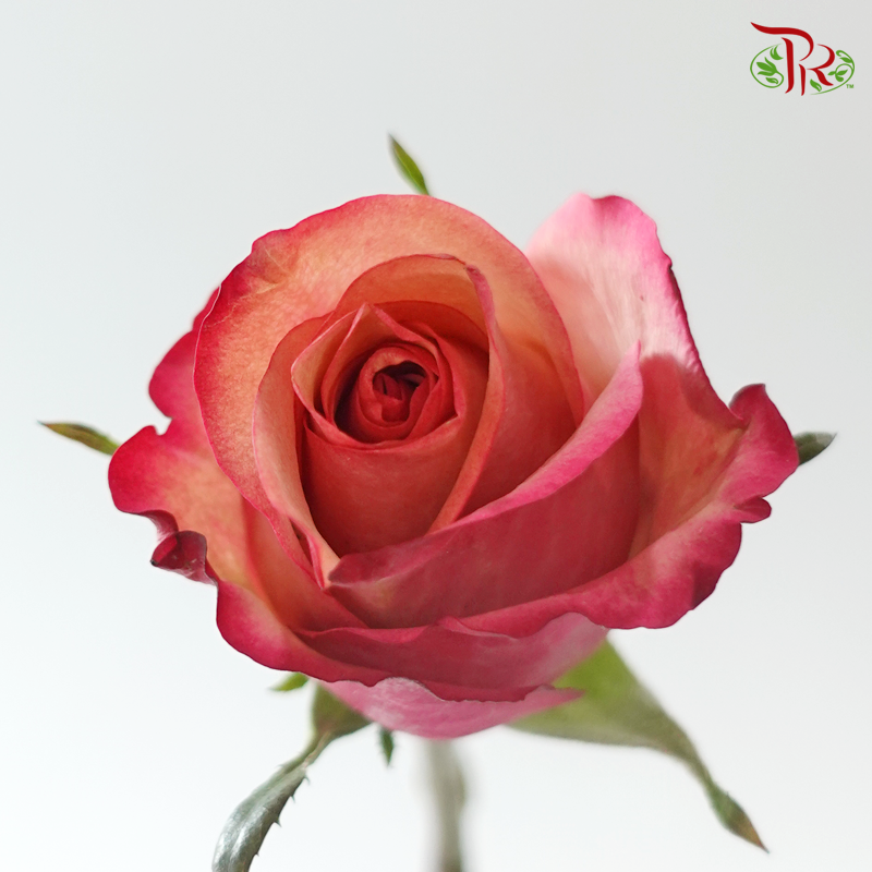 Rose (50cm) - Vintage (10 Stems)