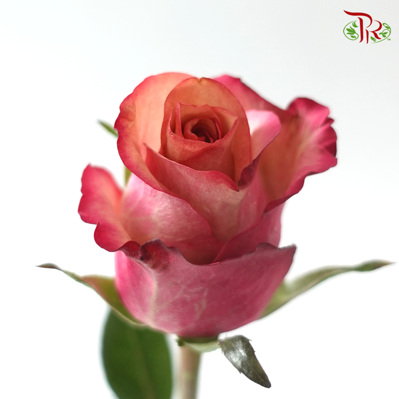 Rose (50cm) - Vintage (10 Stems)