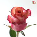 Rose (50cm) - Vintage (10 Stems)