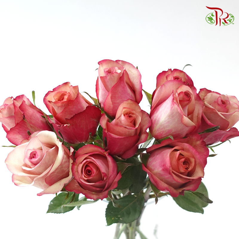 Rose (50cm) - Vintage (10 Stems)