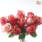 Rose (50cm) - Vintage (10 Stems)