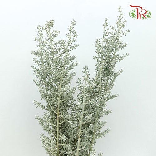 Kochia - (5 Stems)-Green-China-prflorist.com.my