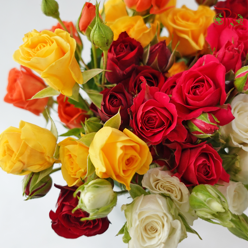 Rose Spray -  Assorted Colours (10 Stems)