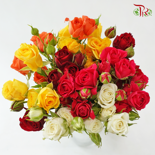 Rose Spray -  Assorted Colours (10 Stems)