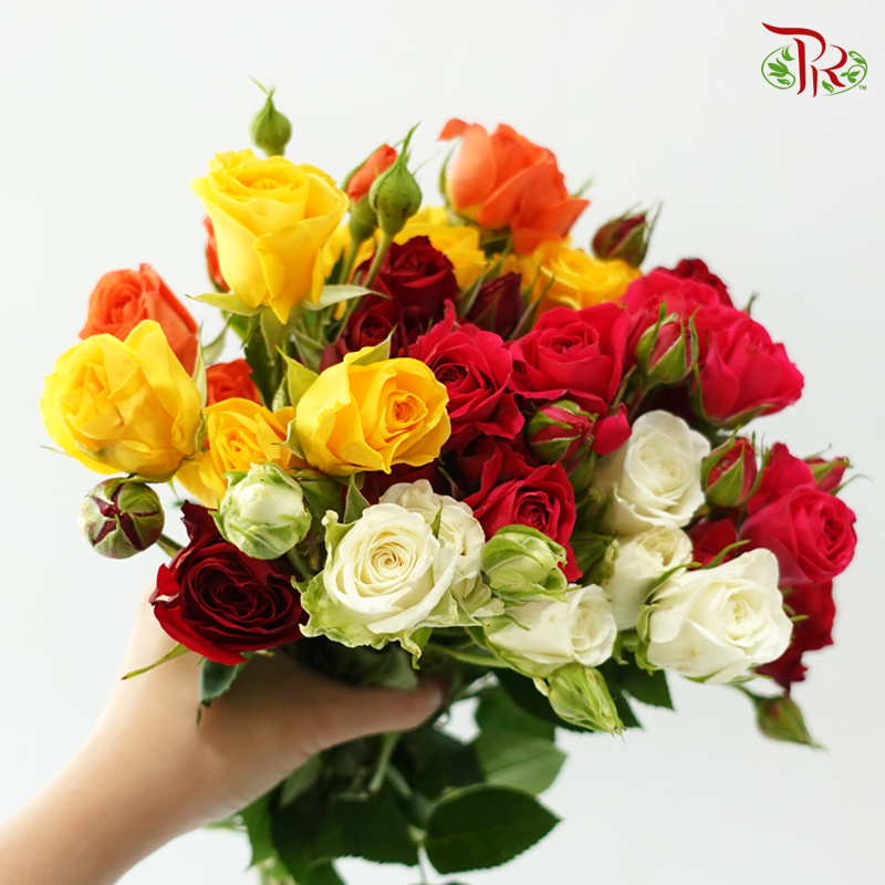 Rose Spray -  Assorted Colours (10 Stems)