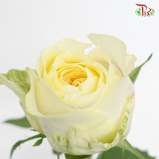 Rose - Cream Cup (10 Stems) - Pudu Ria Florist
