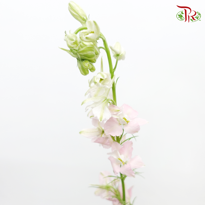 Larkspur - Light Pink (5 Stems)-Pink-Netherland-prflorist.com.my