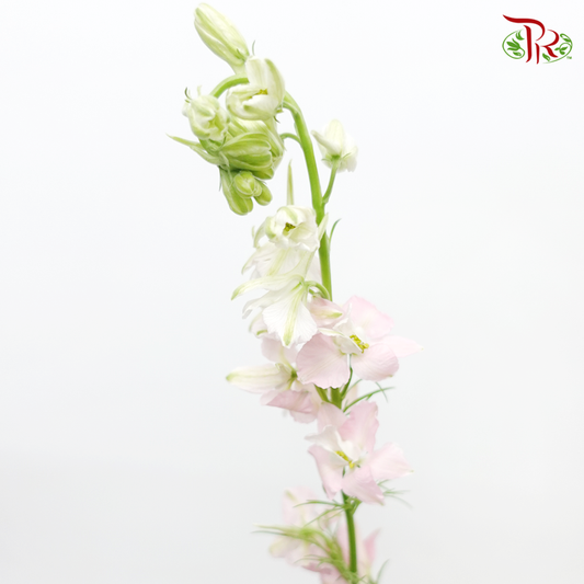 Larkspur - Light Pink (5 Stems)-Pink-Netherland-prflorist.com.my