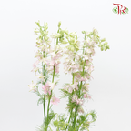 Larkspur - Light Pink (5 Stems)-Pink-Netherland-prflorist.com.my