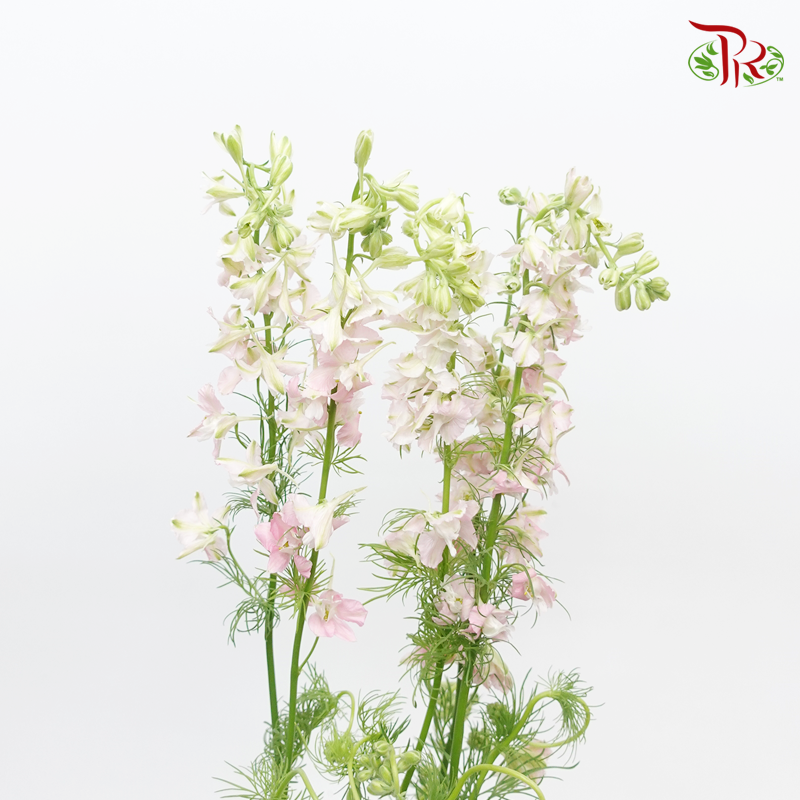 Larkspur - Light Pink (5 Stems)-Pink-Netherland-prflorist.com.my