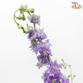Larkspur - Light Purple (5 Stems)-Purple-Netherland-prflorist.com.my