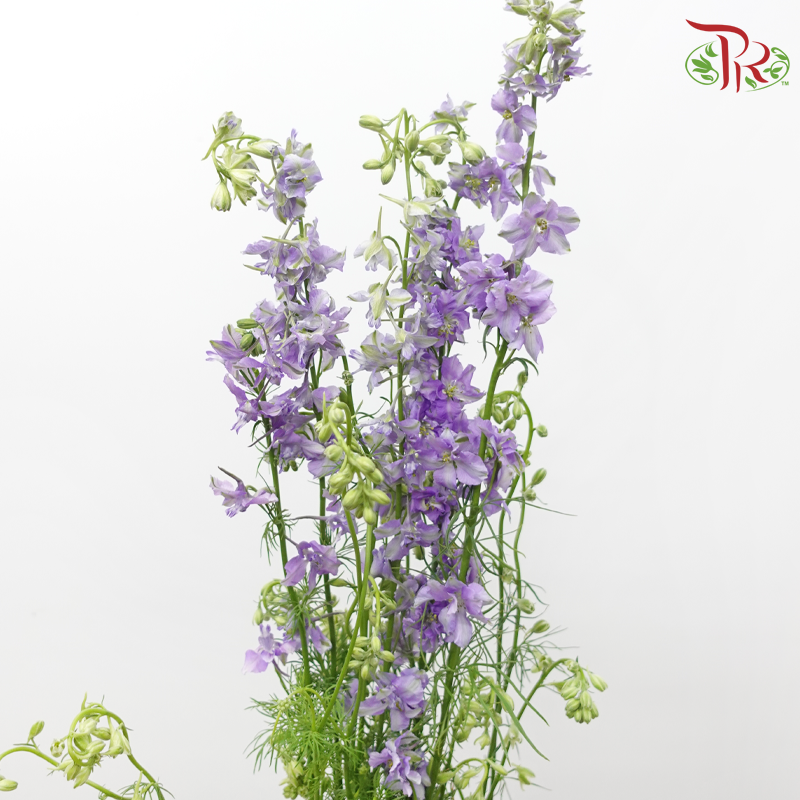 Larkspur - Light Purple (5 Stems)-Purple-Netherland-prflorist.com.my