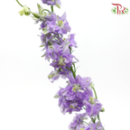 Larkspur - Light Purple (5 Stems)-Purple-Netherland-prflorist.com.my