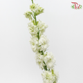 Larkspur - White (5 Stems)-White-Netherland-prflorist.com.my