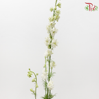 Larkspur - White (5 Stems)-White-Netherland-prflorist.com.my
