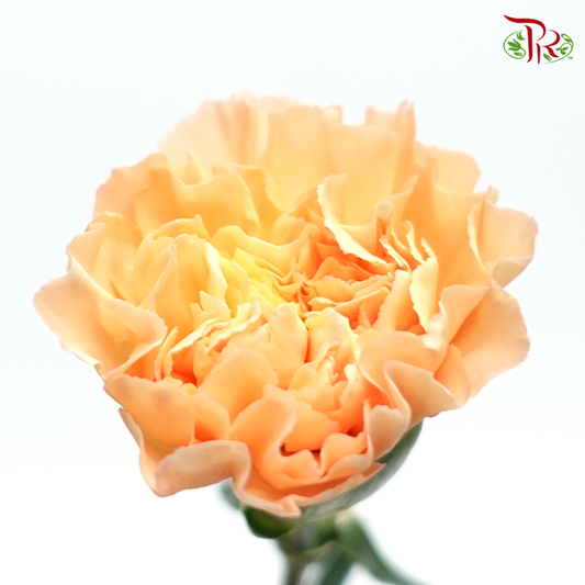 Carnation Special Colour - Lava (18-20 Stems) - Pudu Ria Florist