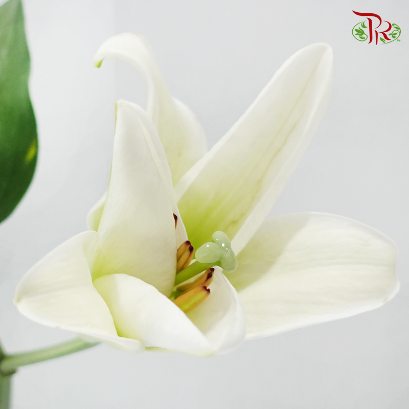 Lily - White 3-4+ (5 Stems)
