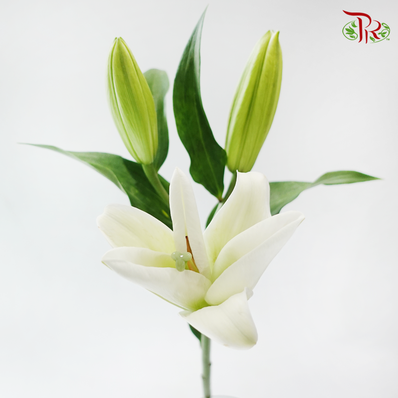 Lily - White 3-4+ (5 Stems)