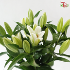 Lily - White 3-4+ (5 Stems)