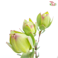 Leucadendron - Green (10 Stems)-Green-Africa-prflorist.com.my