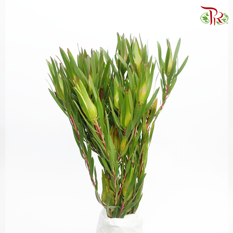 Leucadendron - Green (Per Bunch)-Green-China-prflorist.com.my