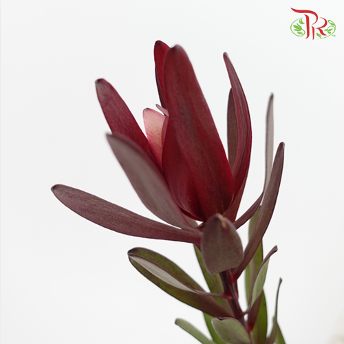 Leucadendron Red - (10 Stems)-Red-Africa-prflorist.com.my