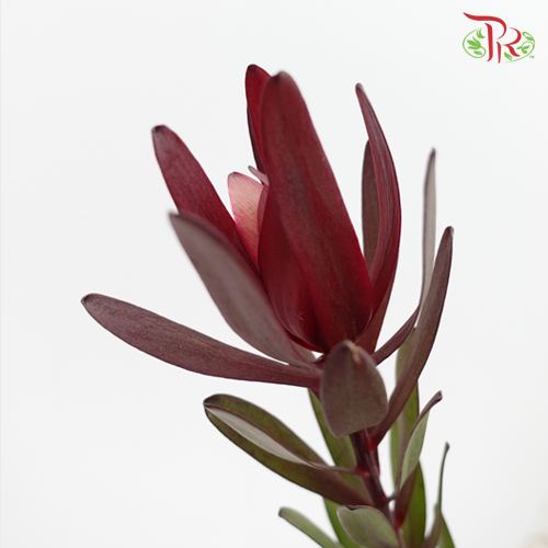 Leucadendron Red Multi - (Per Bunch)-Red-China-prflorist.com.my