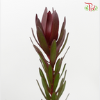 Leucadendron Red Multi - (Per Bunch)-Red-China-prflorist.com.my