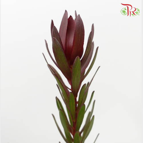 Leucadendron Red Multi - (Per Bunch)-Red-China-prflorist.com.my