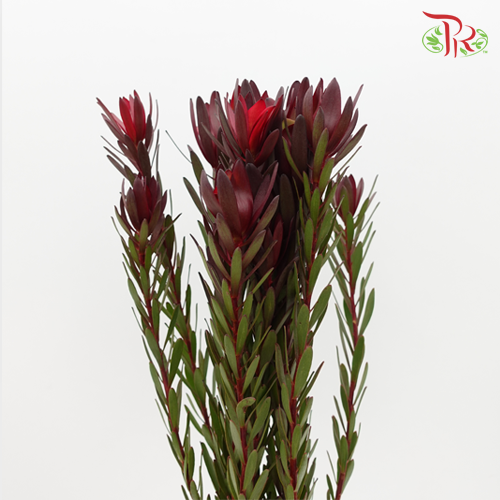 Leucadendron Red Multi - (Per Bunch)-Red-China-prflorist.com.my