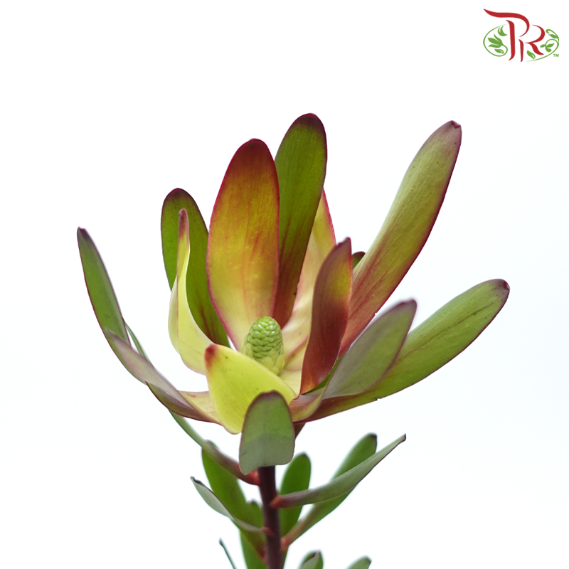 Leucadendron - Red (Per Bunch)-Red-China-prflorist.com.my